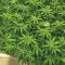 Purple (Ceres Seeds) Cannabis-Samen