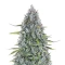 Sour Bubbly Auto feminisierte Samen (Mephisto Genetics)