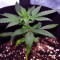 THC Pro (Big Head Seeds) Cannabis-Samen