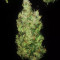 Three Blue Kings (Humboldt Seeds Organization) Cannabis-Samen