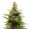 Tropicana Cherry (Barney's Farm)