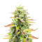 Tropicana Cookies Fast Flowering feminisierte Samen (Fast Buds)