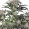 Bubba Island Kush (Dutch Passion) Cannabis-Samen