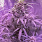 60 Day Lemon Autoflower (DNA Genetics) Cannabis-Samen