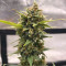 Original Auto Chemdawg (Fast Buds) Cannabis-Samen