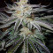 818 Headband