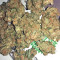 Amnesia (Seedstockers) Cannabis-Samen