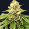 Auto Ghost OG (Original Sensible Seeds) Cannabis-Samen