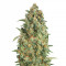 Auto Strawberry Gum (Advanced Seeds) Cannabis-Samen