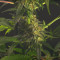 Chem-Bomb Auto (Humboldt Seeds Organization)
