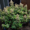Critical Super Silver Haze (Delicious Seeds)