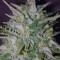 Dreamberry Auto (Auto Seeds) Cannabis-Samen