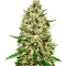 Early Bubba Hash (Ace Seeds) Cannabis-Samen