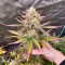 Guava Auto feminisierte Samen (Fast Buds)