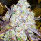 Grand Daddy Purp (Grand Daddy Purp) Cannabis-Samen