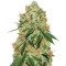 Grandaddy Banner (Big Head Seeds) Cannabis-Samen