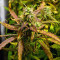 LSD Auto (Barney's Farm) Cannabis-Samen