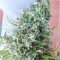 Lebanese Regular strain