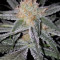 Original Glue (Nirvana Seeds) Cannabis-Samen