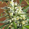 Panama regular (Ace Seeds) Cannabis-Samen