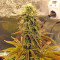 Peyote Purple Regular (CannaBioGen) Cannabis-Samen