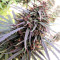 Purple Haze x Malawi (Ace Seeds) Cannabis-Samen
