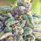 Sherbet (Seedstockers) Cannabis-Samen