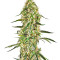 Silver Bubble Regular (Reserva Privada) Cannabis-Samen