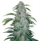 Strawberry Nuggets Auto (Mephisto Genetics) Cannabis-Samen