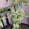 Super Auto Lemon Haze (Original Sensible Seeds) Cannabis-Samen