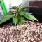 Z Auto (Original Sensible Seeds) Cannabis-Samen