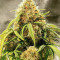 Big Bang Auto (GHS) Cannabis-Samen