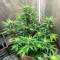 Big Bomb Auto (Bomb Seeds) Cannabis-Samen
