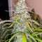 Black Herer Autoflower feminisierte Samen (EGS)
