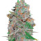 La Diva Auto (Delicious Seeds) Cannabis-Samen