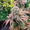 Cotton Candy Cane (Emerald Triangle Seeds) Cannabis-Samen