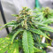 Dozy Doz feminisierte Samen (AlphaFem Seeds)
