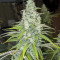 Eleven Roses Early Version feminisierte Samen (Delicious Seeds)