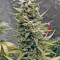 G13 Haze (Barney's Farm) Cannabis-Samen