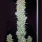 G13 Haze (Barney's Farm) Cannabis-Samen