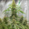 Gorilla Purple Autoflower feminisierte Samen (EGS)