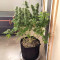 Gorilla SFV OG (Expert Seeds) Cannabis-Samen