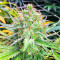 Grand Daddy Purple Fast Version feminisierte Samen (EGS)