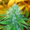 Green Ninja (Heavyweight Seeds) Cannabis-Samen