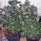 Jacky White (Paradise Seeds) Cannabis-Samen