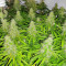 Mandarin Thuggee feminisierte Samen (AlphaFem Seeds)