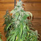 Marula Fruit regular (RQS) Cannabis-Samen