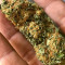 Orange Sherbert (Barney's Farm) Cannabis-Samen