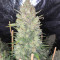 Original Auto OG Kush (Fast Buds) Cannabis-Samen