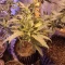 Kaufe Blackberry Moonrocks Samen feminisiert von AlphaFem Seeds